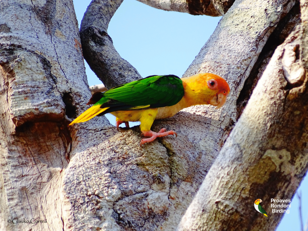 Marianinha-de-cabeça-amarela (Pionites leucogaster)