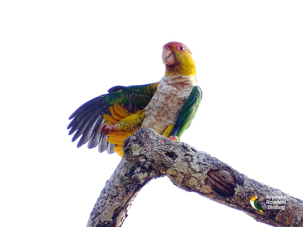 Marianinha-de-cabeça-amarela (Pionites leucogaster)