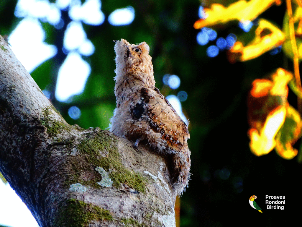 Urutau-pardo (Nyctibius aethereus)