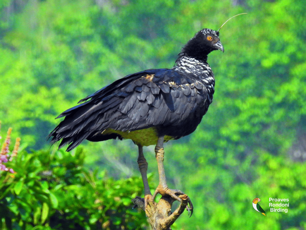 Anhuma (𝘈𝘯𝘩𝘪𝘮𝘢 𝘤𝘰𝘳𝘯𝘶𝘵𝘢)