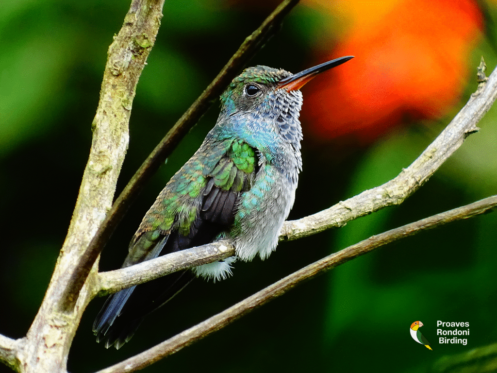 Beija-flor-de-peito-azul (𝘈𝘮𝘢𝘻𝘪𝘭𝘪𝘢 𝘭𝘢𝘤𝘵𝘦𝘢)