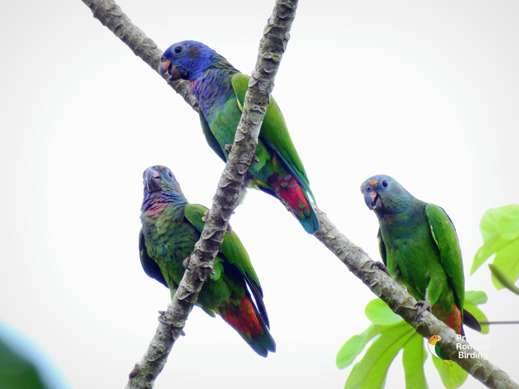 Maitaca-de-cabeça-azul (𝘗𝘪𝘰𝘯𝘶𝘴 𝘮𝘦𝘯𝘴𝘵𝘳𝘶𝘶𝘴)