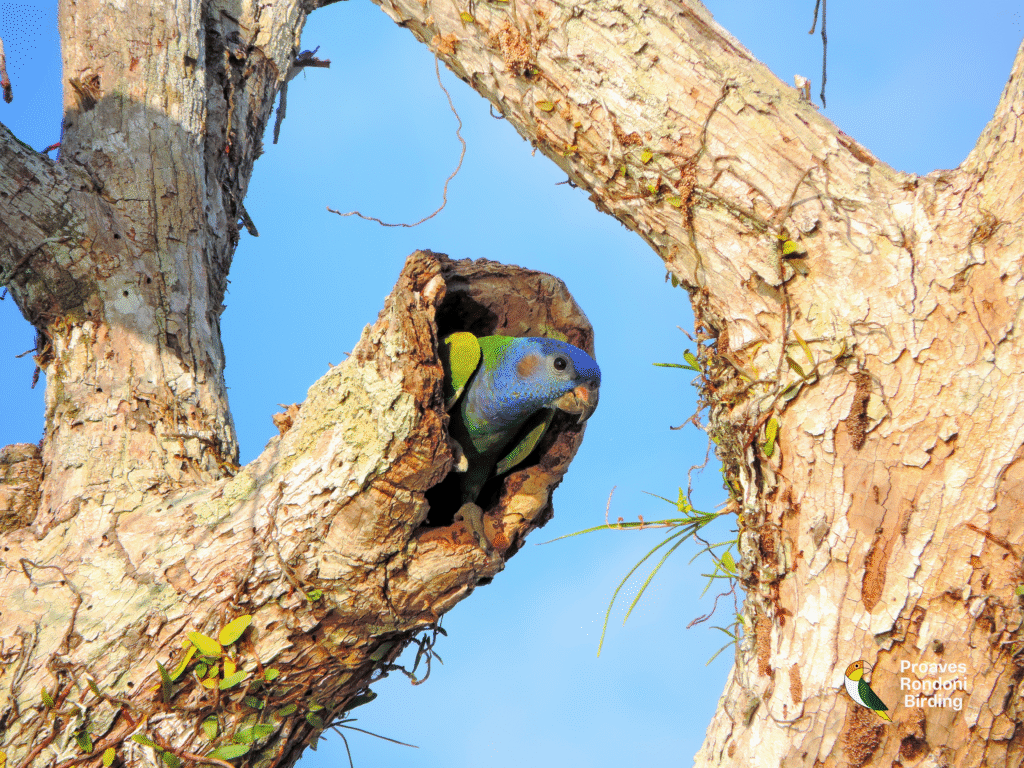 Maitaca-de-cabeça-azul (𝘗𝘪𝘰𝘯𝘶𝘴 𝘮𝘦𝘯𝘴𝘵𝘳𝘶𝘶𝘴) (3)