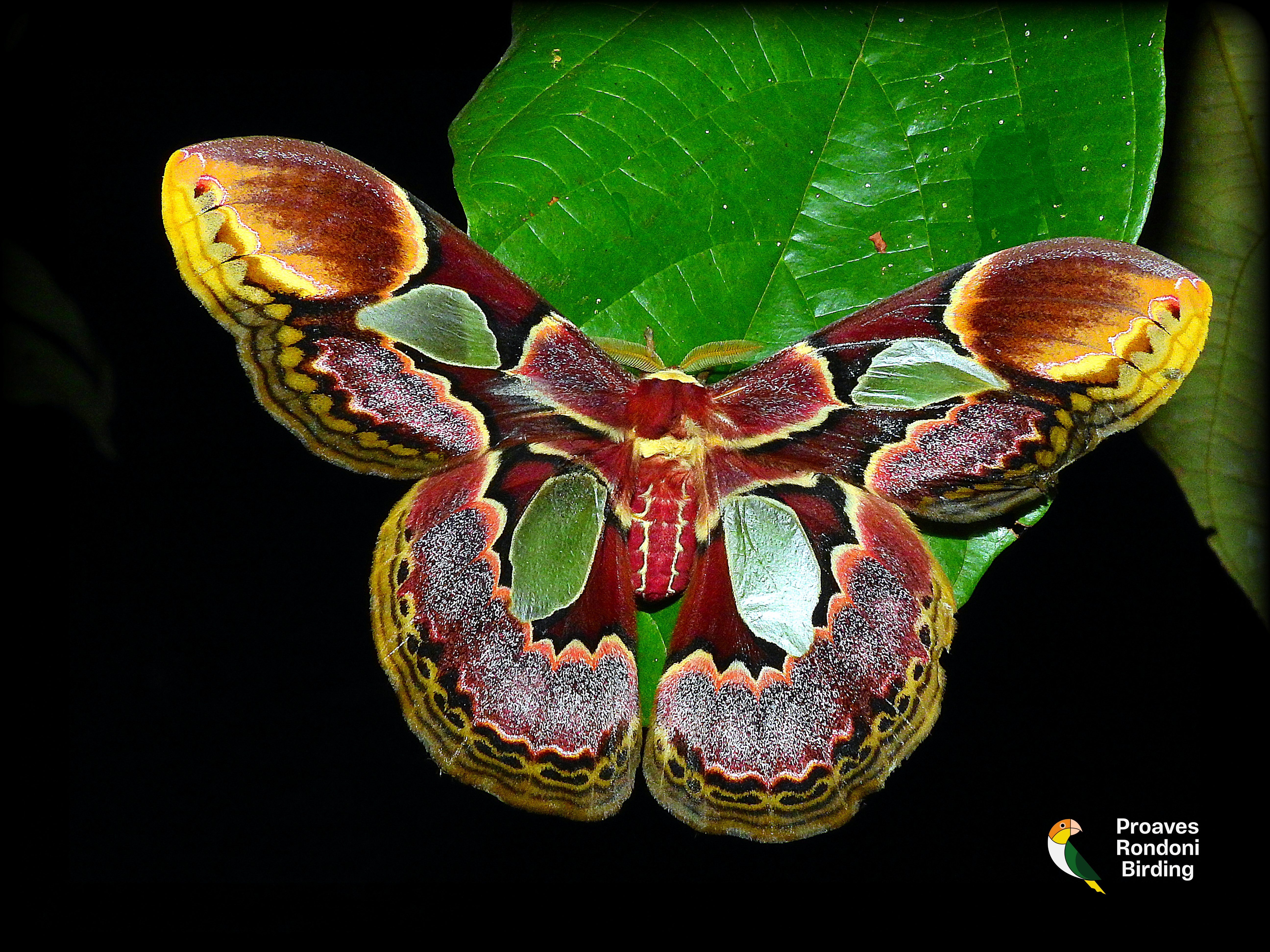 Mariposa-da-seda (𝘙𝘰𝘵𝘩𝘴𝘤𝘩𝘪𝘭𝘥𝘪𝘢 𝘦𝘳𝘺𝘤𝘪𝘯𝘢)
