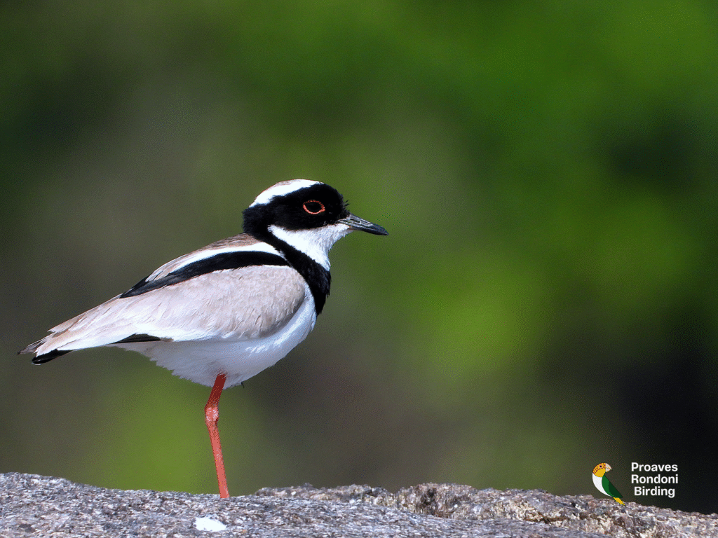 Mexeriqueira (𝘝𝘢𝘯𝘦𝘭𝘭𝘶𝘴 𝘤𝘢𝘺𝘢𝘯𝘶𝘴)