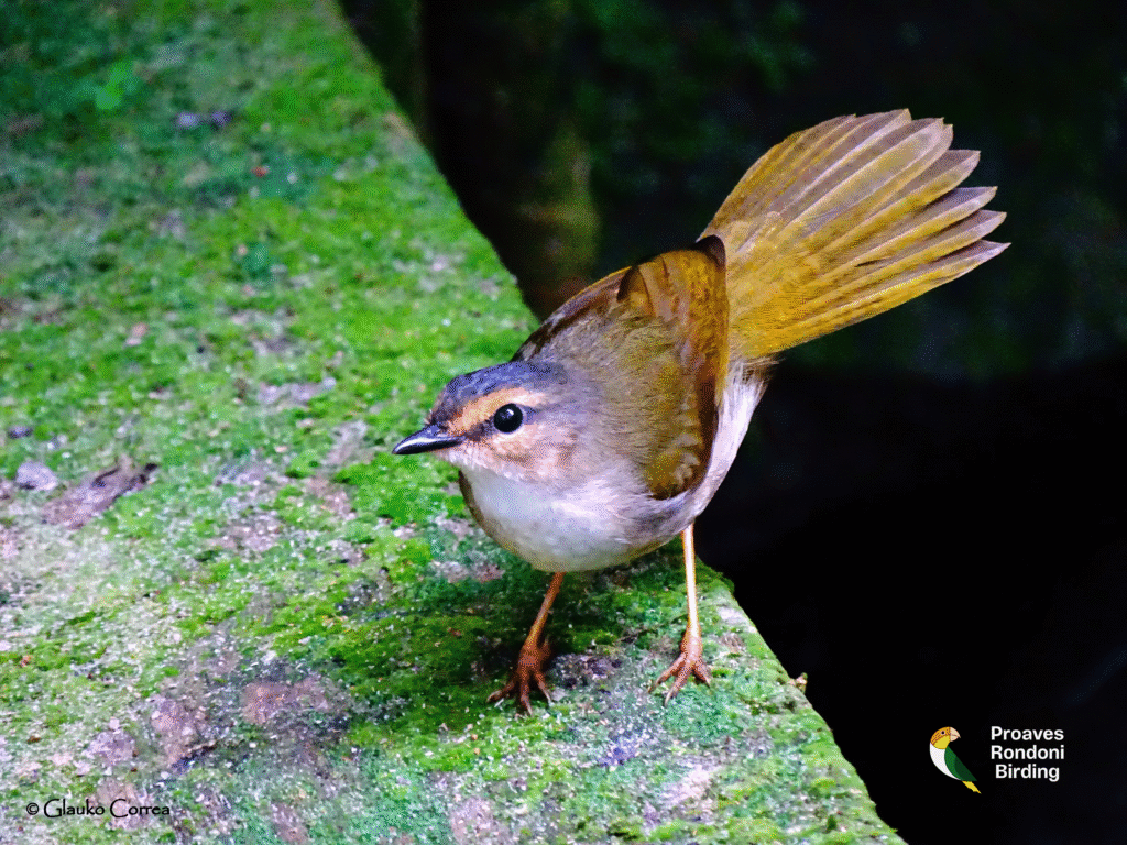Pula-pula-da-guiana (𝘔𝘺𝘪𝘰𝘵𝘩𝘭𝘺𝘱𝘪𝘴 𝘮𝘦𝘴𝘰𝘭𝘦𝘶𝘤𝘢)