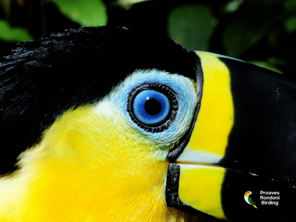 Tucano-de-bico-preto (𝘙𝘢𝘮𝘱𝘩𝘢𝘴𝘵𝘰𝘴 𝘷𝘪𝘵𝘦𝘭𝘭𝘪𝘯𝘶𝘴)