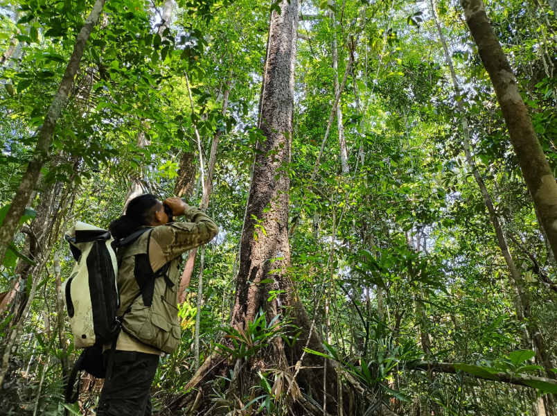Olhos e audição atentos ao menor movimento possível na mata, onde a experiência de campo e a paciência fazem a diferença na floresta Amazônica.