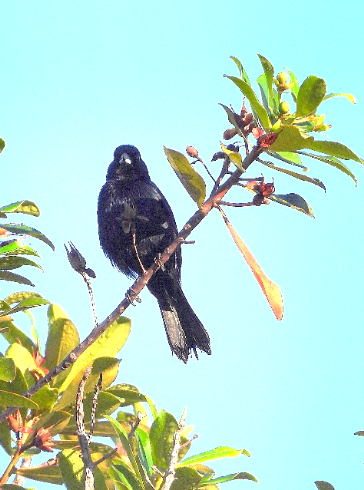 Tachyphonus phoenicius