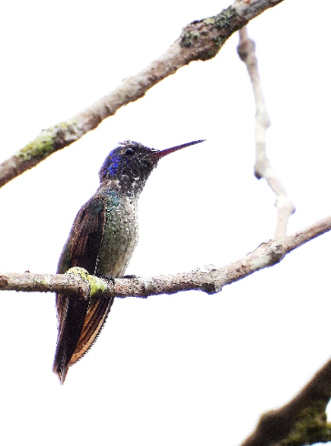 Chrysuronia rondoniae