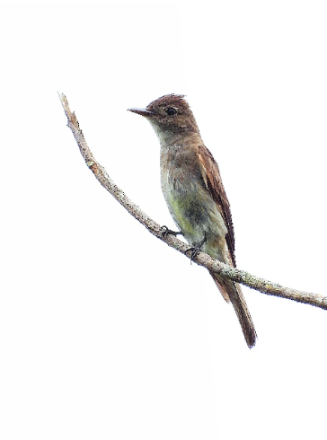 Contopus cooperi