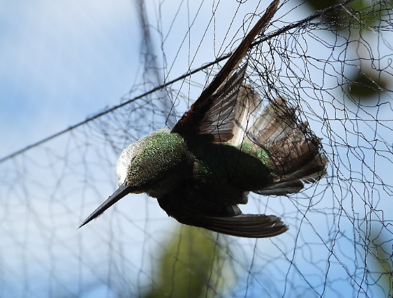 Beija-flor-verde-e-branco